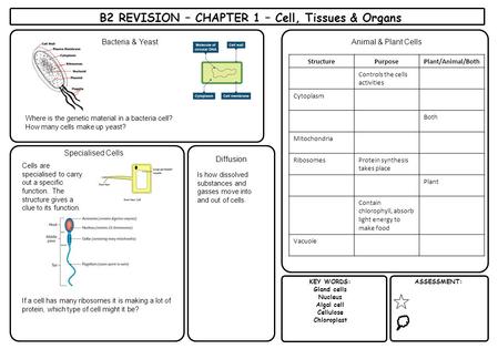 B2 REVISION – CHAPTER 1 – Cell, Tissues & Organs