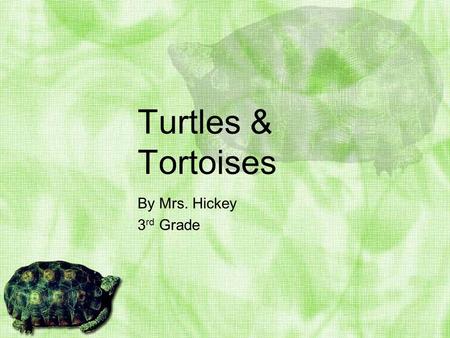 Turtles & Tortoises By Mrs. Hickey 3 rd Grade Turtle & Tortoise Fun Facts Turtles have been on the earth for more than 200 million years. The earliest.