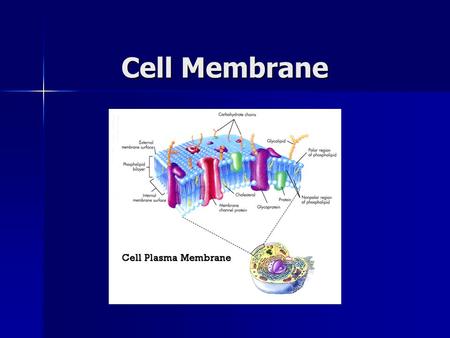 Cell Membrane.