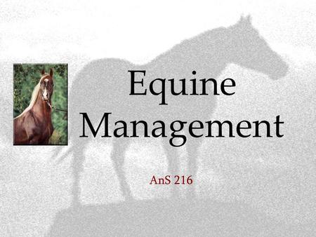 Equine Management AnS 216. Basic requirements of a horse  Food  Water  Shelter  Health care  Hoof care  Exercise.