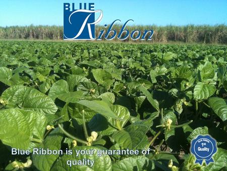 BRNQ is part of the Blue Ribbon Group who has been active in the Burdekin since 2007. Blue Ribbon was founded in 2000 and has now developed into one of.