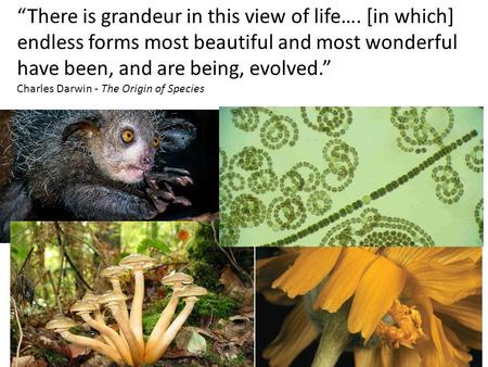 “There is grandeur in this view of life…. [in which] endless forms most beautiful and most wonderful have been, and are being, evolved.” Charles Darwin.