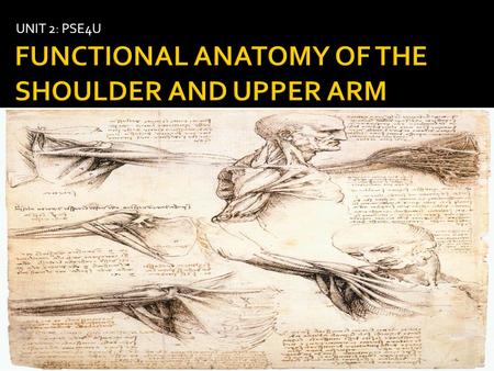 FUNCTIONAL ANATOMY OF THE SHOULDER AND UPPER ARM