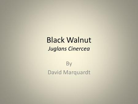 Black Walnut Juglans Cinercea By David Marquardt.