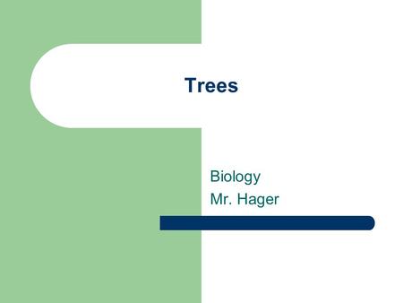 Trees Biology Mr. Hager. Oaks Pin Oak Northern Red Oak Bur Oak Black Oak Swamp Chestnut Oak Shumard Oak.