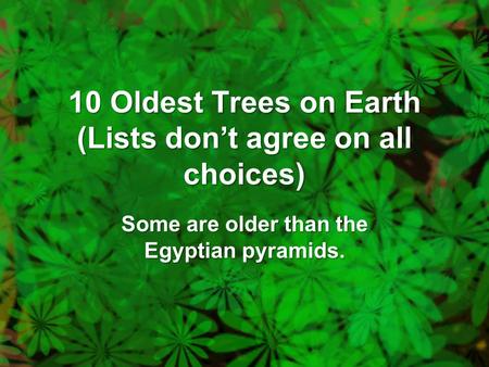 10 Oldest Trees on Earth (Lists don’t agree on all choices) Some are older than the Egyptian pyramids.