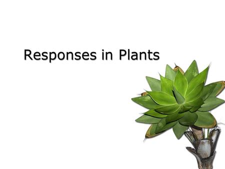 Responses in Plants.