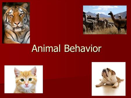 Animal Behavior. What Are We Going To Learn? Common animal behaviors “Wild” animal behaviors Unwanted animal behaviors and how to correct them. Training.