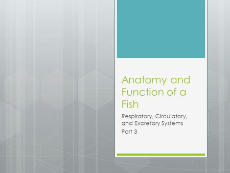 Anatomy and Function of a Fish