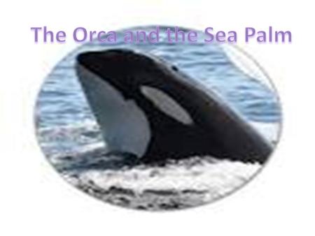 The Orcas common and scientific name The Common name for the Orca is Killer whale or Orca The scientific name is Orcinus orca.