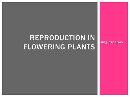 Angiosperms REPRODUCTION IN FLOWERING PLANTS.  The gametophytes of flowering plants only consist of a few cells and are totally dependent on the sporophyte.