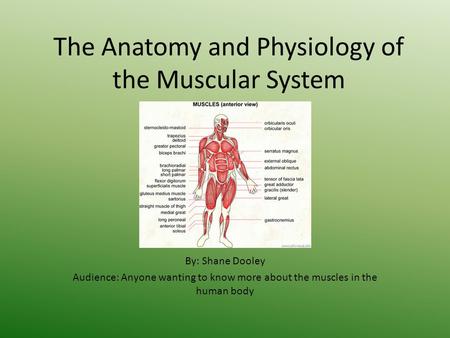 The Anatomy and Physiology of the Muscular System By: Shane Dooley Audience: Anyone wanting to know more about the muscles in the human body.