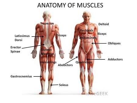ANATOMY OF MUSCLES Trapezius Deltoid Pectorals Biceps Latissimus Dorsi