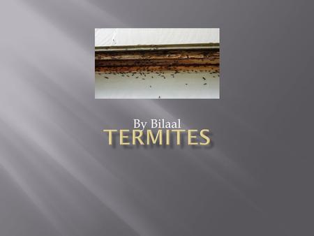 By Bilaal.  Termites are insects. They have 3 body parts, 6 legs. If you think termites are small insects, they can eat your house. They eat wood.