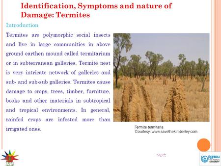Identification, Symptoms and nature of Damage: Termites Introduction Termites are polymorphic social insects and live in large communities in above ground.