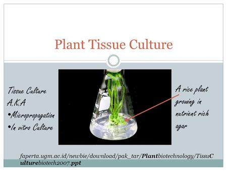 Plant Tissue Culture A rice plant growing in nutrient rich agar