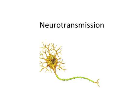 Neurotransmission.