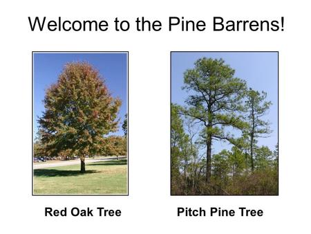 Pitch Pine TreeRed Oak Tree Welcome to the Pine Barrens!