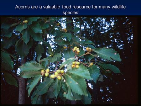 Acorns are a valuable food resource for many wildlife species.