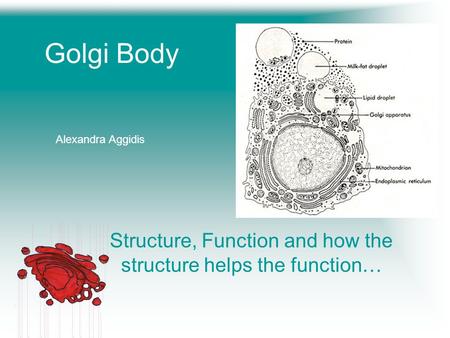 Golgi Body Structure, Function and how the structure helps the function… Alexandra Aggidis.