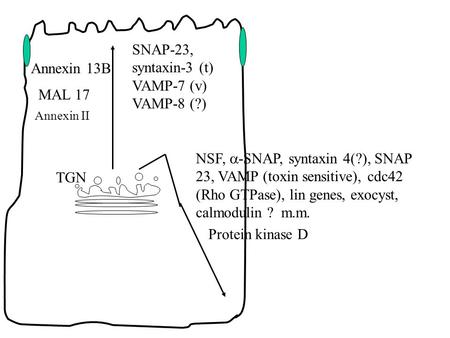SNAP-23, syntaxin-3 (t) VAMP-7 (v) VAMP-8 (?) Annexin 13B