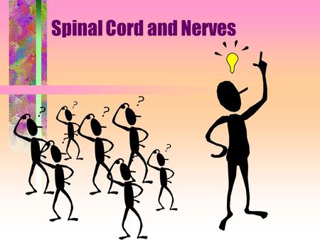 Spinal Cord and Nerves.