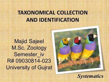 Majid Sajeel M.Sc. Zoology Semester_iv R# 09030814-023 University of Gujrat TAXONOMICAL COLLECTION AND IDENTIFICATION Systematics.