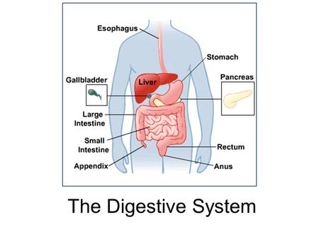 The Digestive System. Functions: 1. mechanical and chemical breakdown of food 2. absorption of nutrients 3.Getting rid of waste Consists of: 1.alimentary.