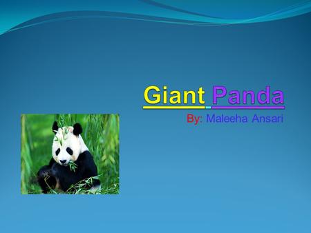 By: Maleeha Ansari. Food Giant Pandas are very good eaters. They can eat 30 to 40 pounds of bamboo a day! Giant pandas eat two kinds of bamboo that are.