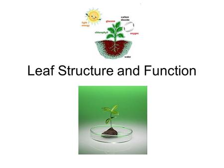 Leaf Structure and Function. Basic functions 1. Photosynthesis: process which plants use the energy from sunlight to produce sugar (for themselves) 2.