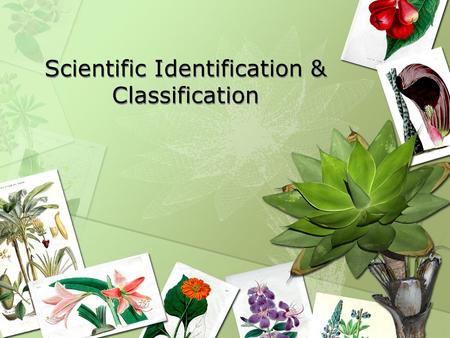 Scientific Identification & Classification. Plant Parts Leaves Stems Roots Flowers.
