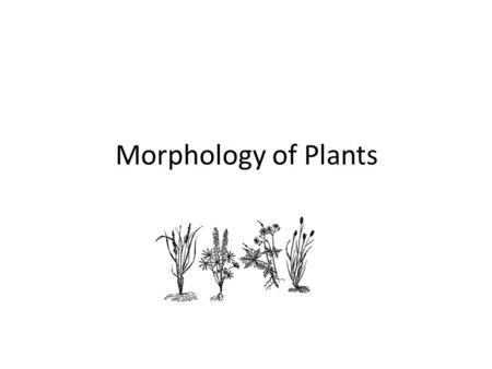 Morphology of Plants. Objectives Define plant morphology Describe characteristics of the leaves, stems, roots, and flowers of range plants Describe the.