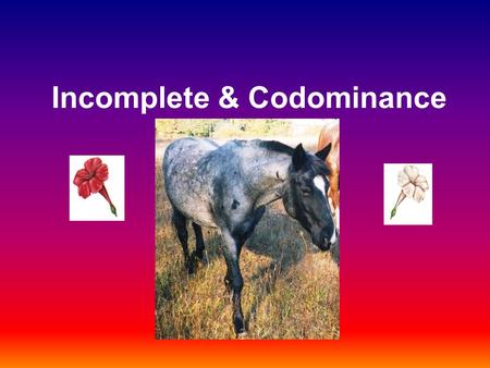 Incomplete & Codominance. Complete dominance The traits studied in Mendel’s pea plants were examples of inheritance (or simple dominance): One allele.