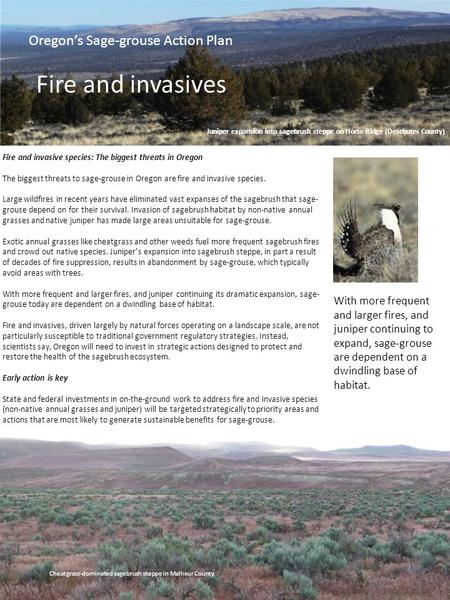 Oregon’s Sage-grouse Action Plan Fire and invasives With more frequent and larger fires, and juniper continuing to expand, sage-grouse are dependent on.