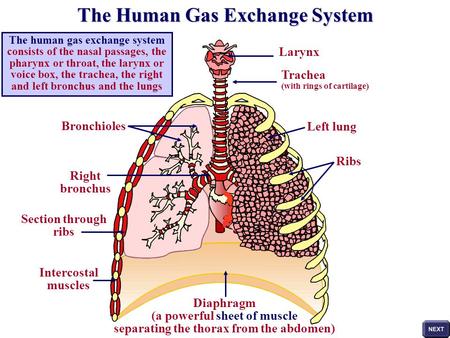 The human gas exchange system consists of the nasal passages, the pharynx or throat, the larynx or voice box, the trachea, the right and left bronchus.