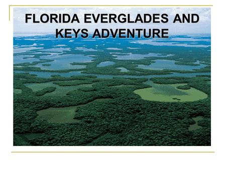 FLORIDA EVERGLADES AND KEYS ADVENTURE. Florida Everglades & Keys Cabrini High School Victoria Hornik- Rosinski (Ms. H-R) April 2 – 6, 2013.