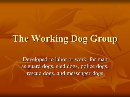 The Working Dog Group Developed to labor or work for man as guard dogs, sled dogs, police dogs, rescue dogs, and messenger dogs.