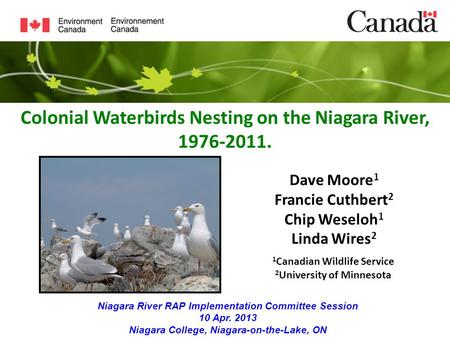 Colonial Waterbirds Nesting on the Niagara River, 1976-2011. Dave Moore 1 Francie Cuthbert 2 Chip Weseloh 1 Linda Wires 2 Niagara River RAP Implementation.