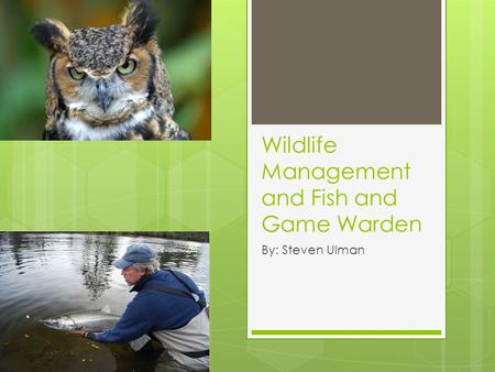 Wildlife Management and Fish and Game Warden By: Steven Ulman.