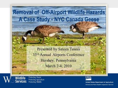 Removal of Off-Airport Wildlife Hazards A Case Study - NYC Canada Geese Presented by Saleen Tennis 33 rd Annual Airports Conference Hershey, Pennsylvania.