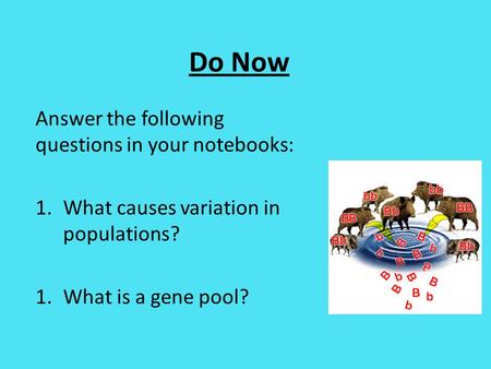 Do Now Answer the following questions in your notebooks: 1.What causes variation in populations? 1.What is a gene pool?