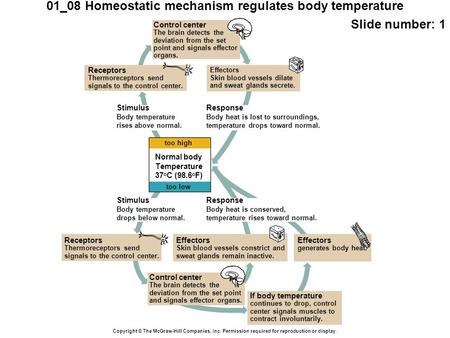 01_08 Homeostatic mechanism regulates body temperature Slide number: 1 Copyright © The McGraw-Hill Companies, Inc. Permission required for reproduction.