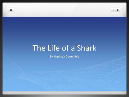The Life of a Shark By Madison Donenfeld. Sharks Food Sharks eat many different kinds of foods. The foods that sharks eat are, seals,cod, shrimp, sole,