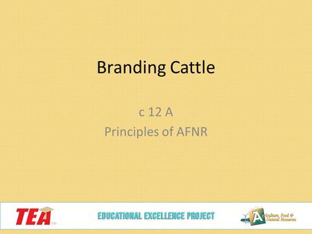 Branding Cattle c 12 A Principles of AFNR. Today we will… Describe the history of branding and how it came about Identify other methods of identification.