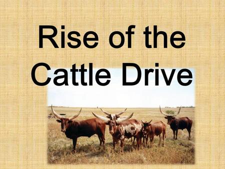 Rise of the Cattle Drive. Background: 1866-1886 When the Spanish settled Mexico and Texas, they brought a tough breed of cattle with them called the Long.
