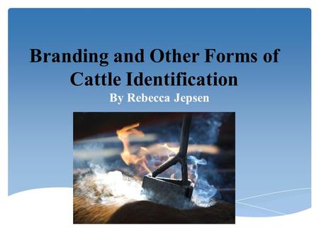Branding and Other Forms of Cattle Identification By Rebecca Jepsen.