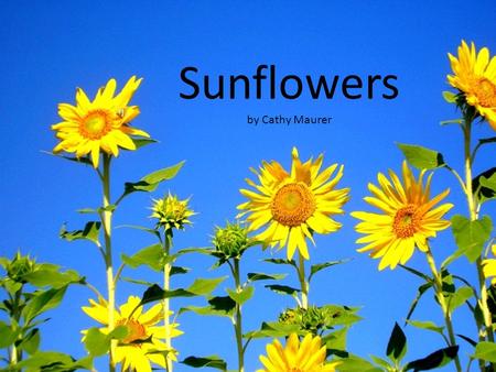 Sunflowers by Cathy Maurer Sunflowers begin as small seeds.
