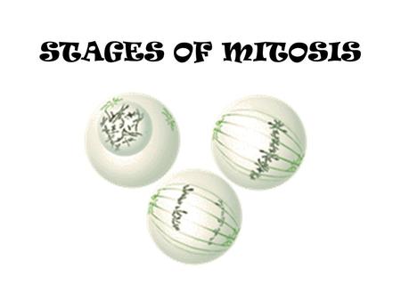 STAGES OF MITOSIS.