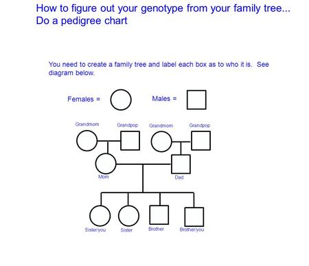 How to figure out your genotype from your family tree