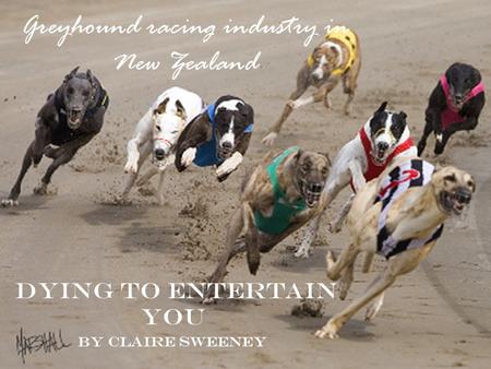 Greyhound racing industry in New Zealand Dying to entertain you By Claire Sweeney.